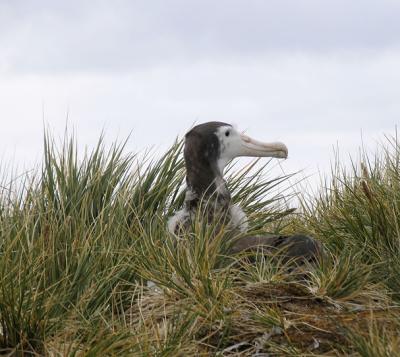 Wandering (snowy) albatross (juvenile)