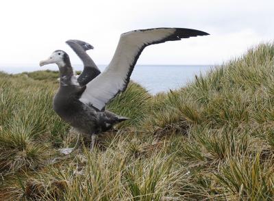 Wandering (snowy) albatross, still showing down, readying for first flight.