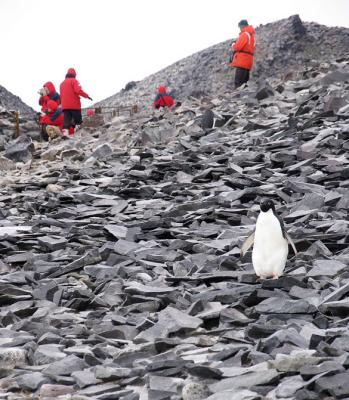 Captain Carl Larsen and his crew survived the winter of 1902-03 here thanks to 1100 ancestors of this Adelie penguin.