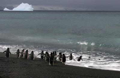 Chinstrap penguins own this beach.