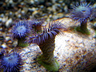 Aggregating Anemone.jpg