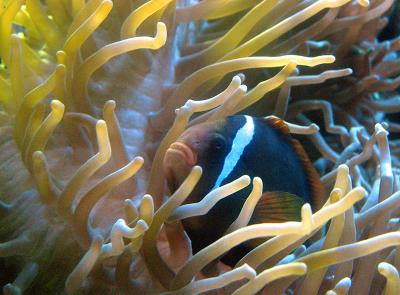 Anemone Fish