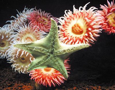 Anemones  Sea Star