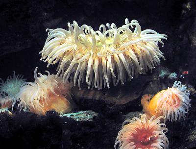 Long-Tentacled Anemone 2