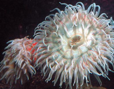 Long-Tentacled Anemone 3