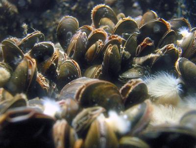 Mussel Seabed
