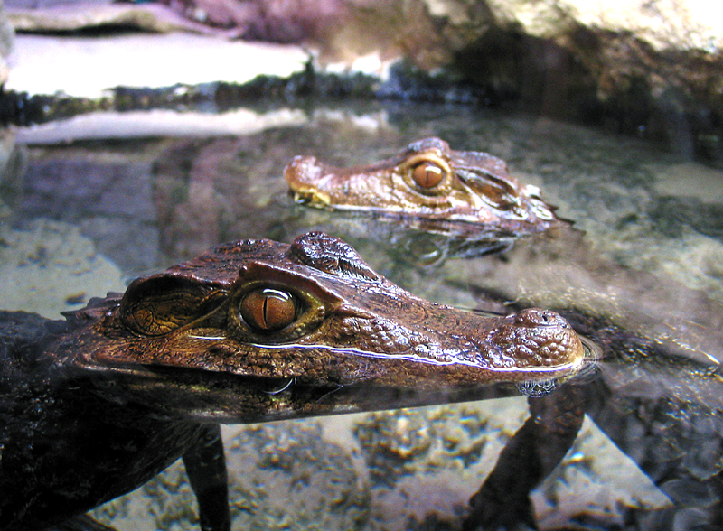 Caimans