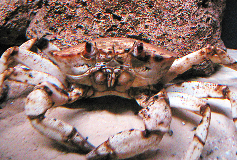 King Crab