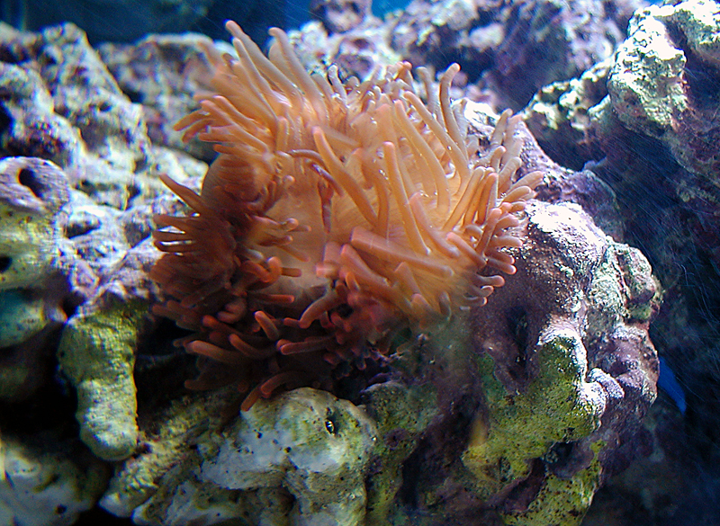 Long-Tentacled Anemone