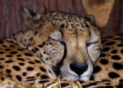 sleeping cheeteye