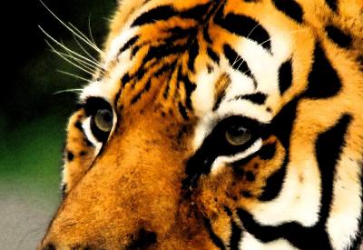 eye of the tiger