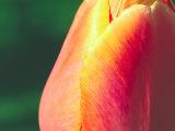 Tulip2