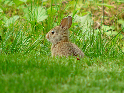 Young Rabbit