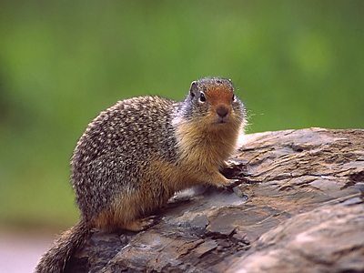 Columbian Ground Squirrel (2)