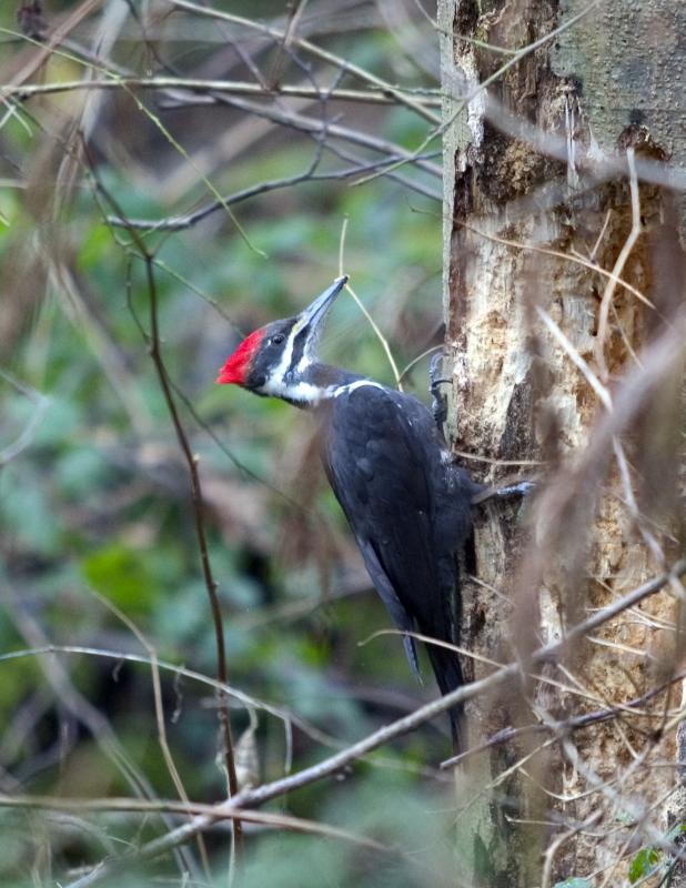 Woodpecker (F)Pileated