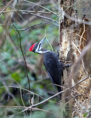 Woodpecker (F)Pileated