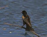 Red-Winged Blackbird