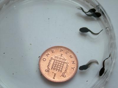 TADPOLES