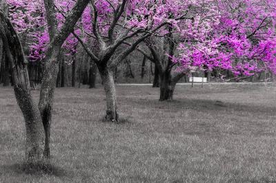 redbud.jpg