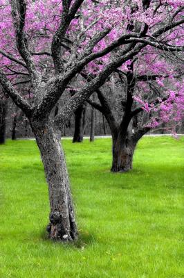 redbud2.jpg