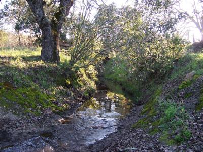 Stream Reflection.jpg