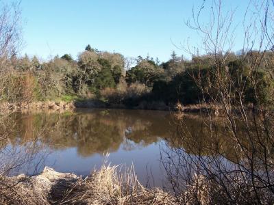 Lake Reflection.jpg