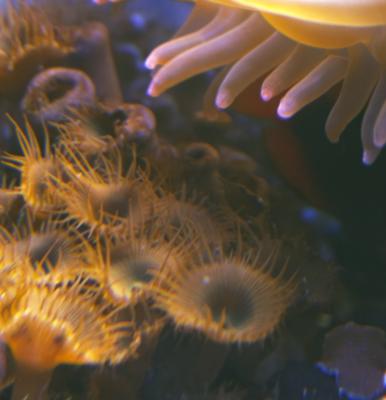 Zoanthid and Anemone
