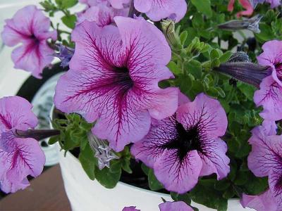 Petunias-unsharpmask.jpg
