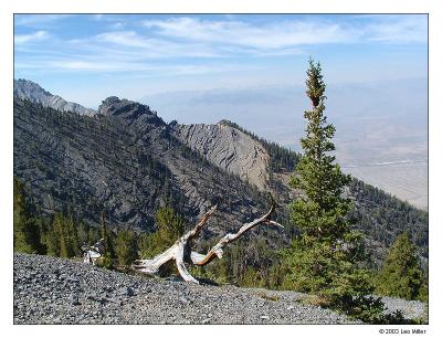 Timberline1