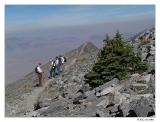 Scub Pine