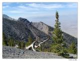 Timberline1