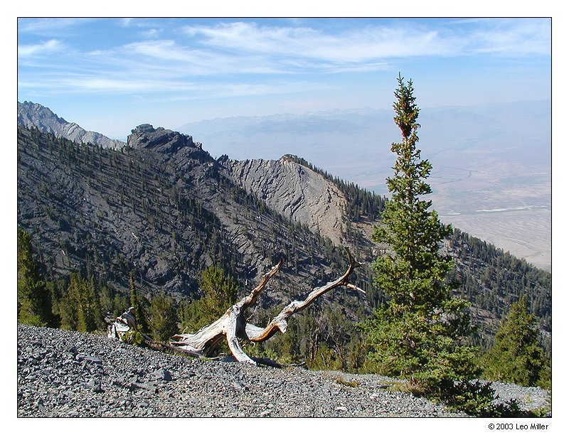 Timberline1