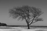 Gnarled tree - BW