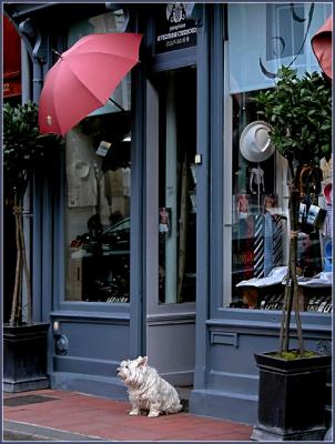 The dog and its umbrella