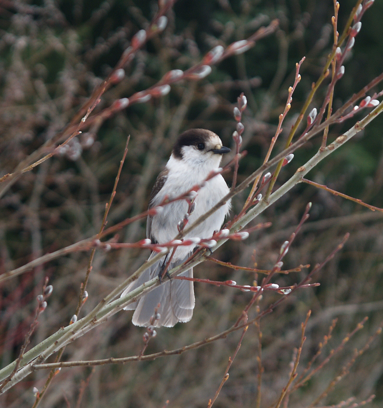 Gray Jay