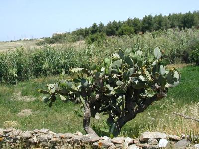 Prickly pear