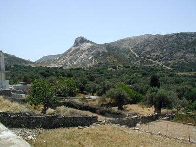 An olive grove