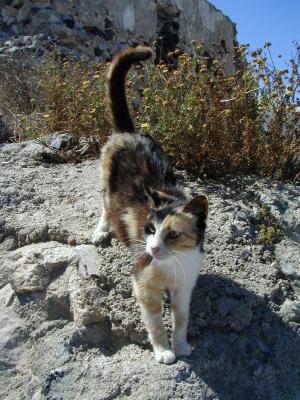 A friendly Santorini cat - Cyclades Greece