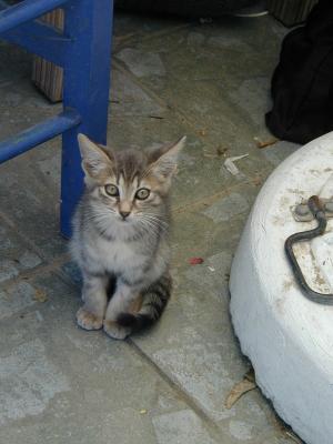 A friendly kitten at a Tavern in Ancient Thira