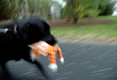 Java in motion April 27 2005 p.jpg
