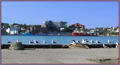 u15/joecanada/medium/41924560.SixteenSeagulls404B.jpg