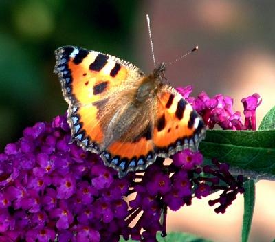 Small tortoiseshell