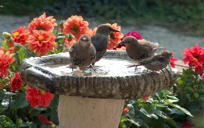 Young Starlings and a male House Sparrow.