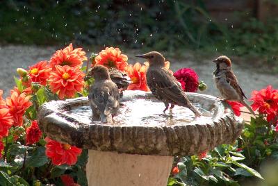 Young Starlings and a male House Sparrow.