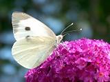 Large White Butterfly.