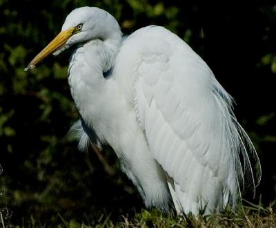 DSC_4754b.jpg
