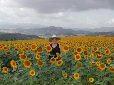 Todi Sunflowers '03