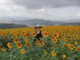 Todi Sunflowers 03