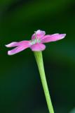 Rangoon Creeper