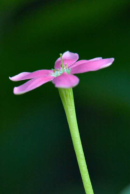 Rangoon Creeper